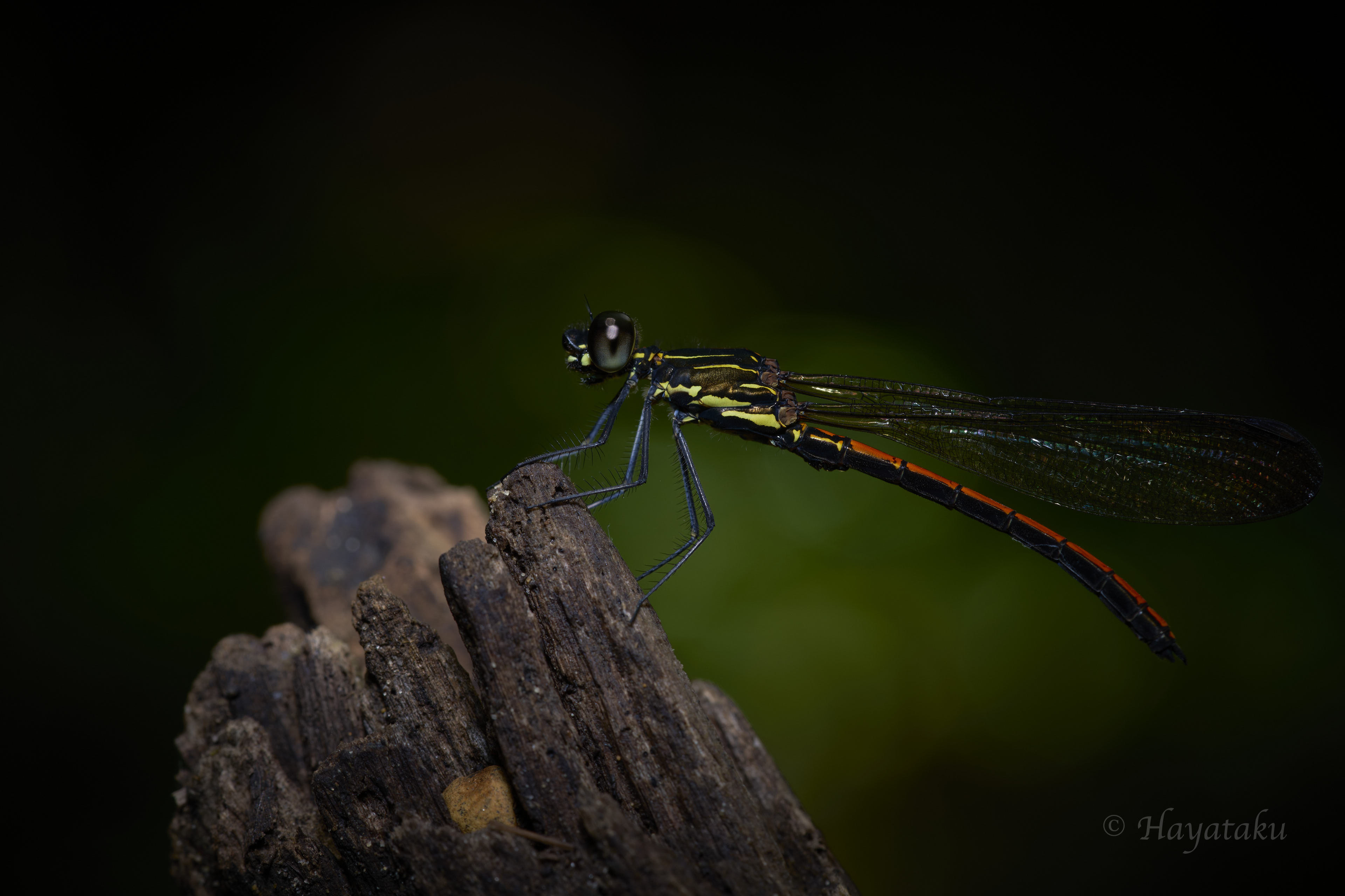 ヤエヤマハナダカトンボ
